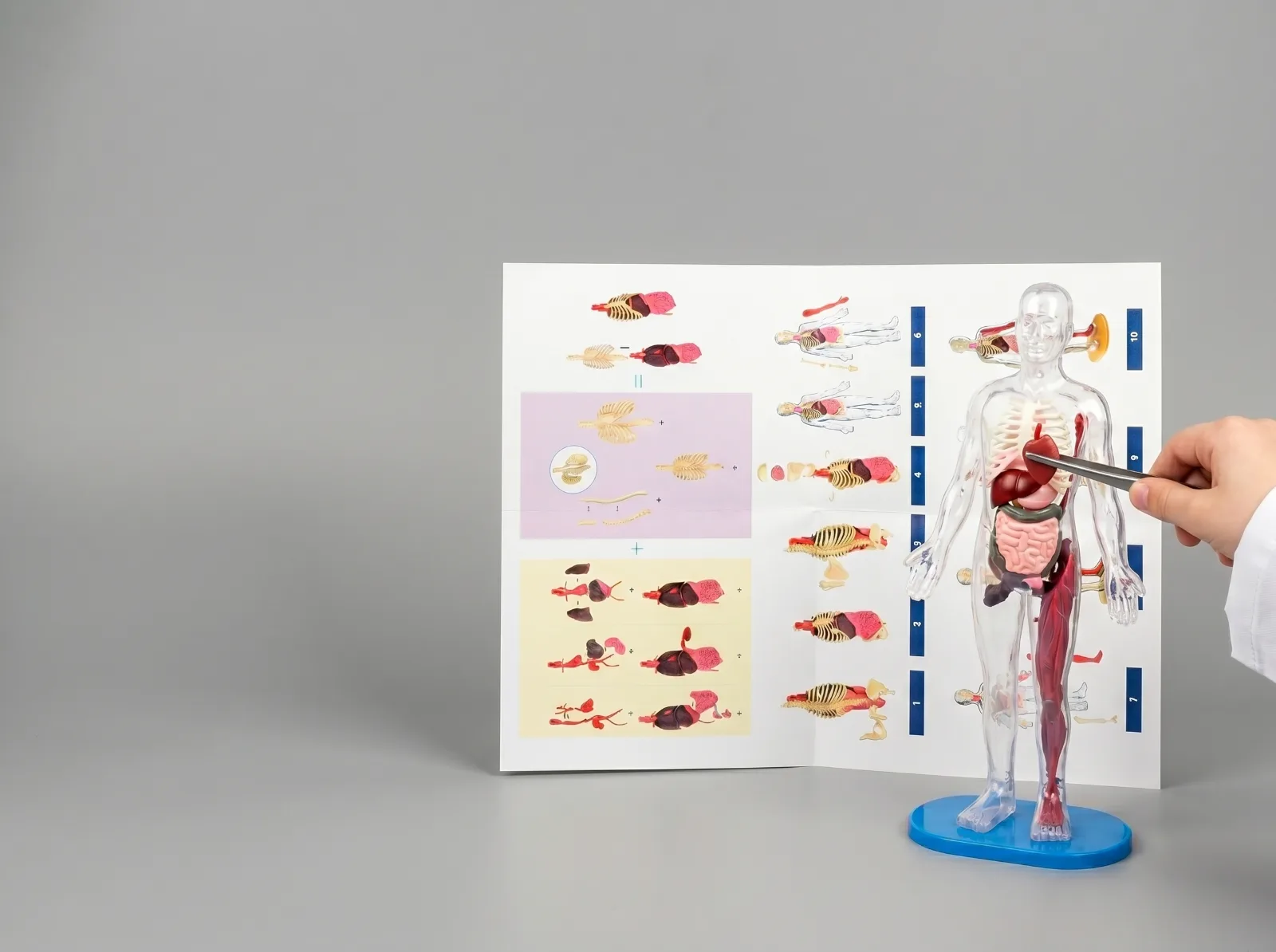 Anatomical Human Body Model